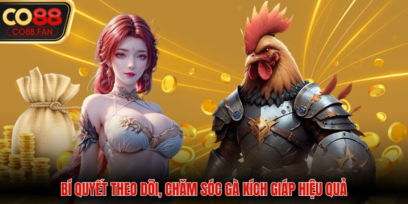 Bí quyết theo dõi, chăm sóc gà kích giáp hiệu quả