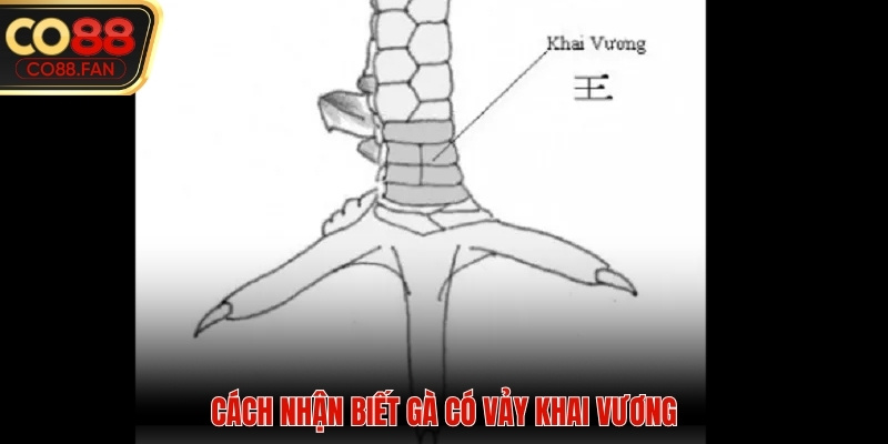 Cách nhận biết con gà sở hữu vảy khai vương