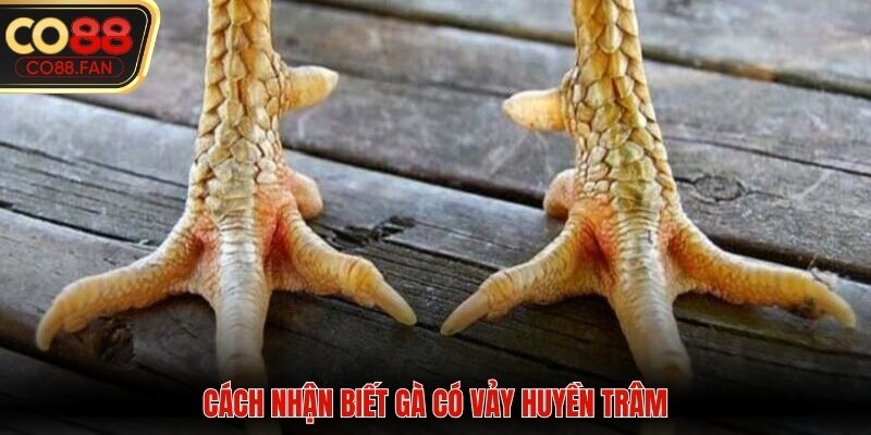 Cách nhận biết một chiến kê có vảy huyền trâm