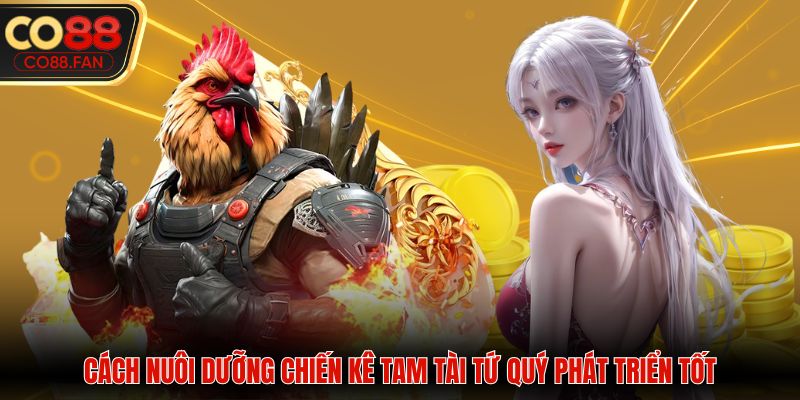 Cách nuôi dưỡng chiến kê tam tài tứ quý phát triển tốt