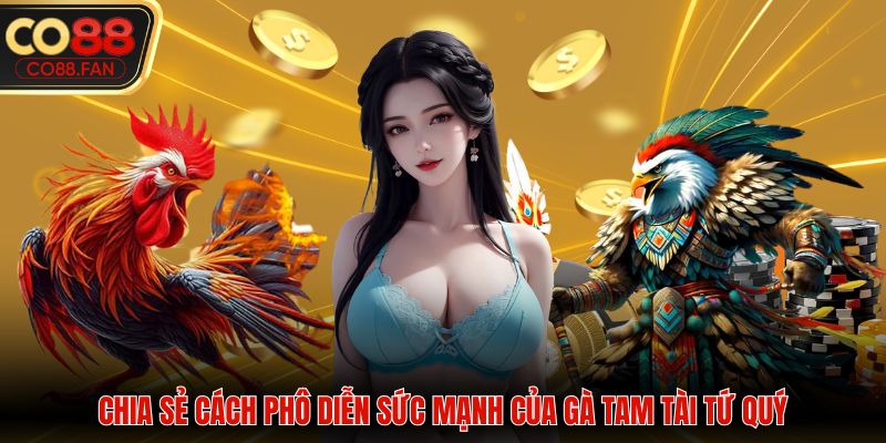 Chia sẻ cách phô diễn sức mạnh của gà tam tài tứ quý