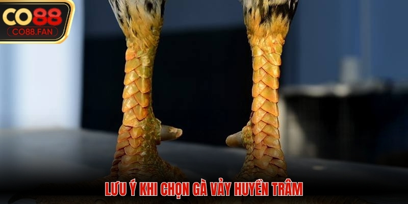 Những lưu ý khi chọn chiến kê có cựa huyền trâm