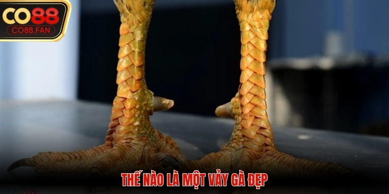 Cách nhận biết một vảy gà đẹp
