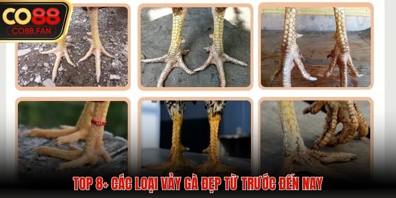Top 8 các loại vảy đẹp trên chân chiến kê