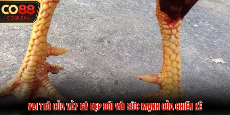 Vai trò quan trọng của một vảy gà đẹp