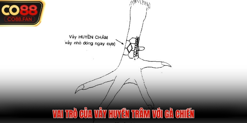 Vai trò của chiến kê sở hữu cựa huyền trâm trong chân