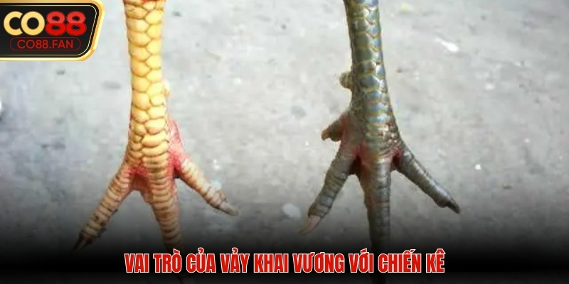 Vai trò của cựa khai vương đối với sức mạnh gà chiến