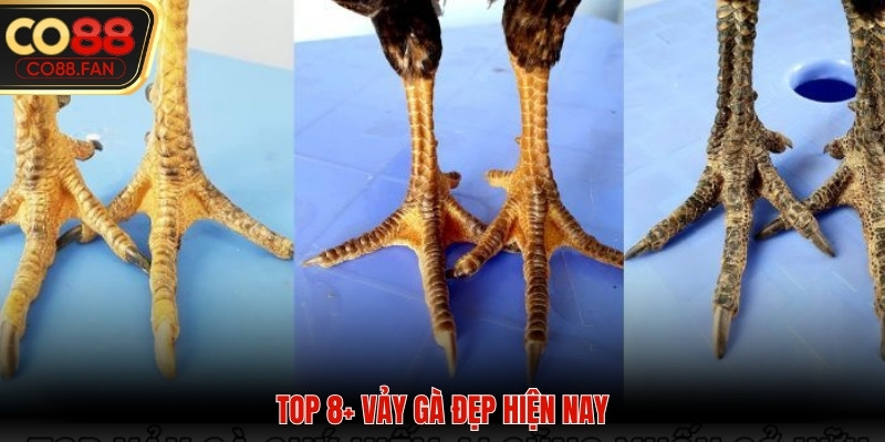 vảy gà đẹp