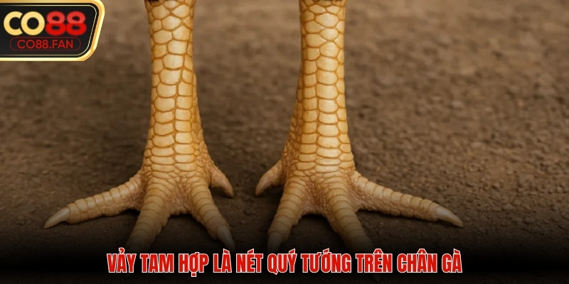 Giáp tam hợp là nét quý tướng trên chân gà